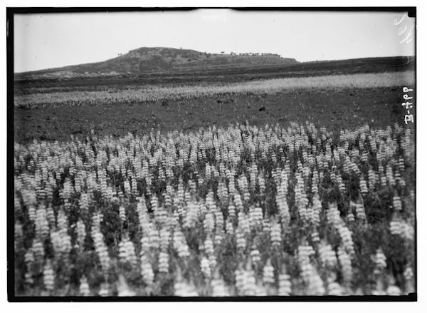 Photograph of Palestinian wildflower